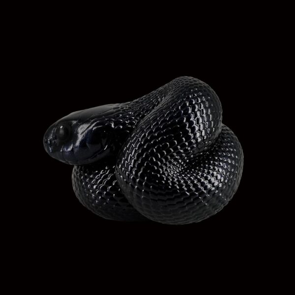 AHB-SNAKE-V5-05_02-a37f1019 AHB Series 5 - Mexican Black Kingsnake – Lampropeltis getula nigrita | Snake