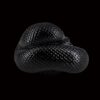 AHB-SNAKE-V5-05_03-45169cb1 AHB Series 5 - Mexican Black Kingsnake – Lampropeltis getula nigrita | Snake