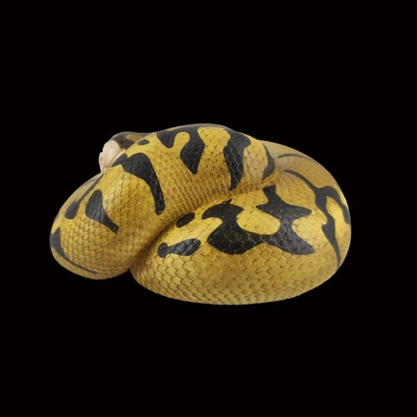 AHB Series 5 - Enchi Ball Python – Python regius | Snake