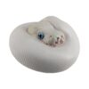 AHB Series 5 - Leucistic Ball Python – Python regius | Snake