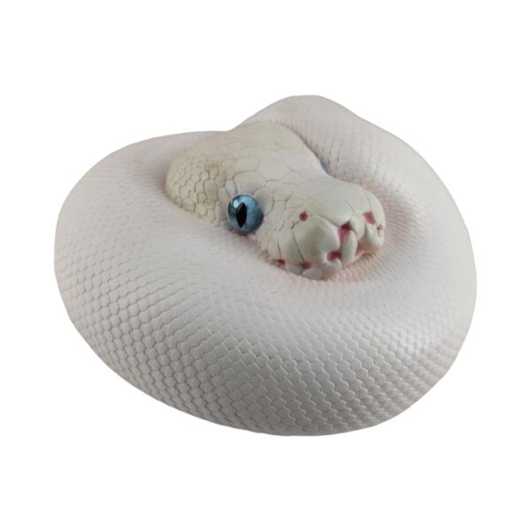AHB Series 5 - Leucistic Ball Python – Python regius | Snake