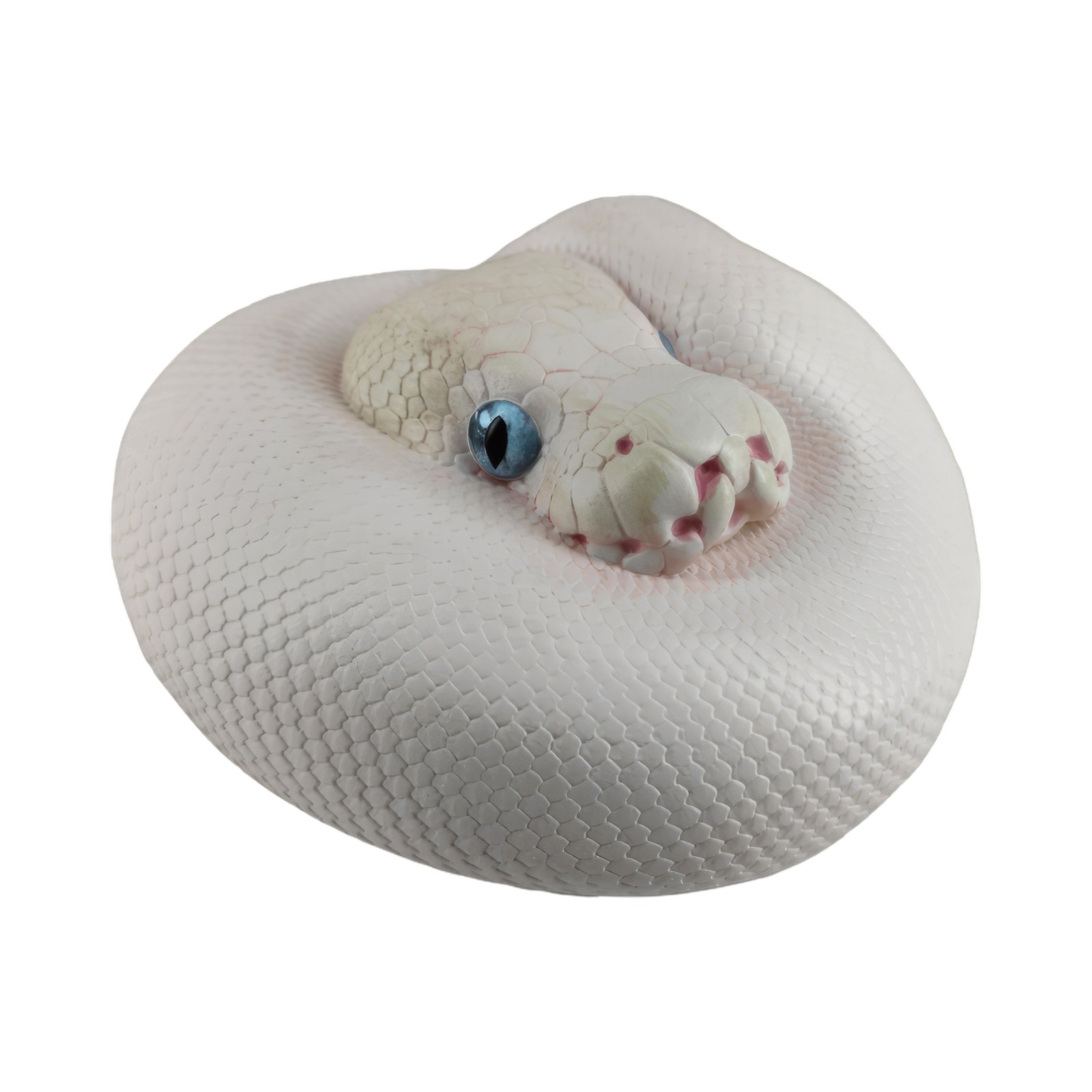 AHB Series 5 - Leucistic Ball Python – Python regius | Snake