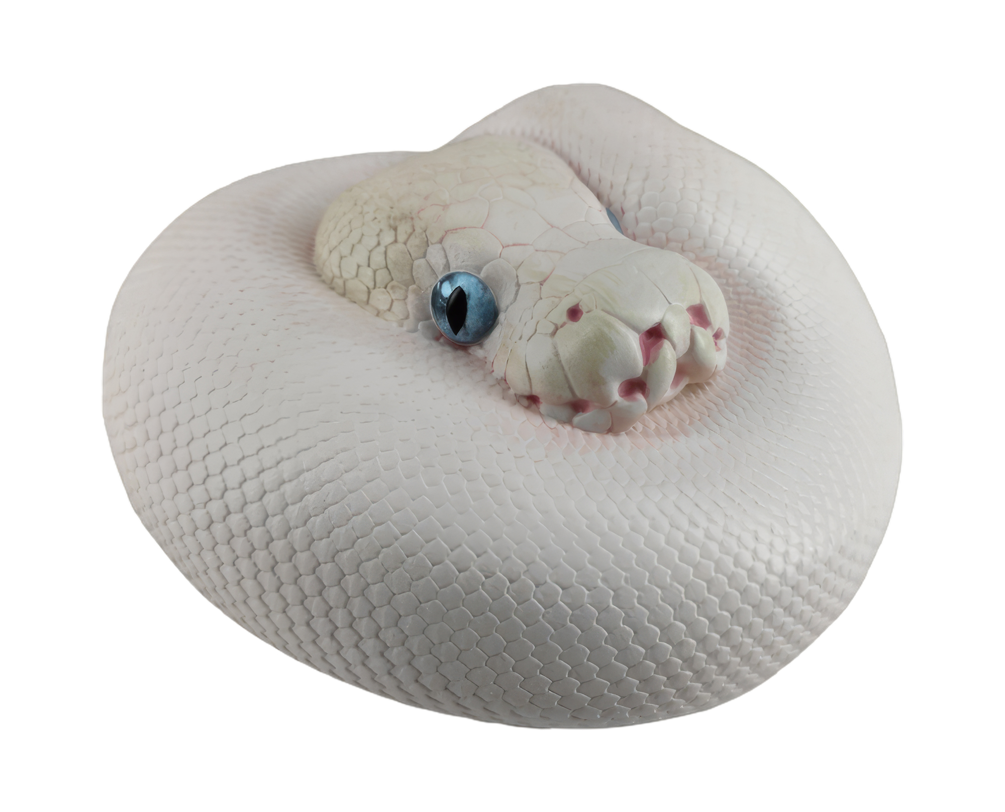 Leucistic Ball Python