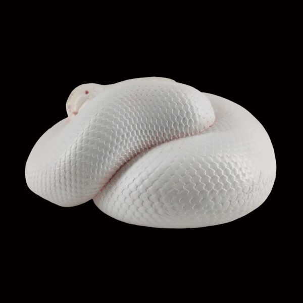 AHB Series 5 - Leucistic Ball Python – Python regius | Snake