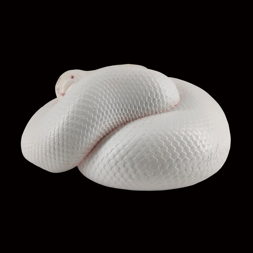 AHB Series 5 - Leucistic Ball Python – Python regius | Snake