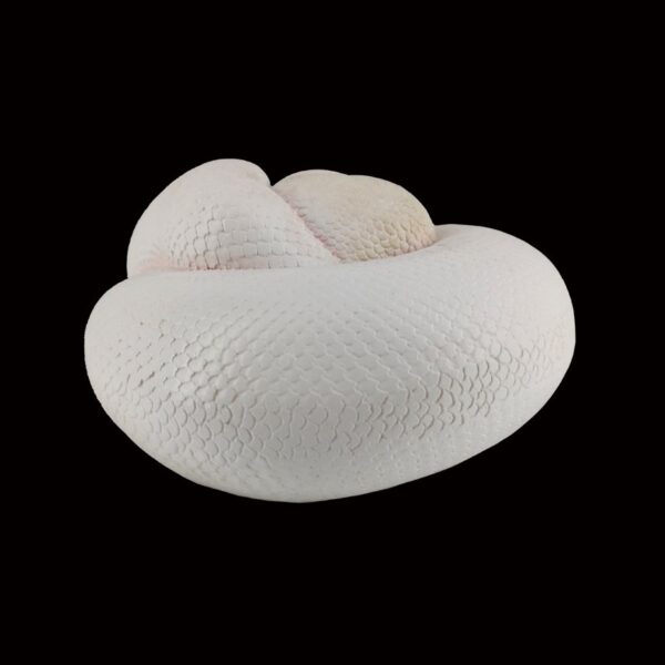 AHB Series 5 - Leucistic Ball Python – Python regius | Snake