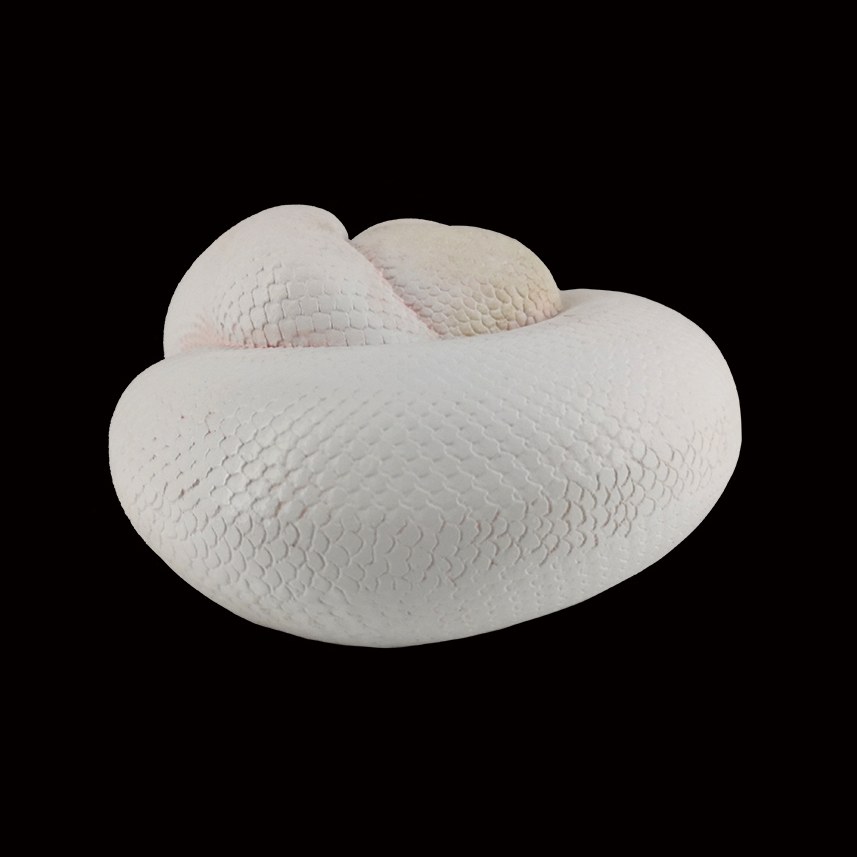 AHB Series 5 - Leucistic Ball Python – Python regius | Snake