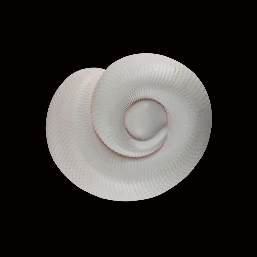 AHB Series 5 - Leucistic Ball Python – Python regius | Snake