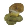 AHB Series 5 - King Cobra – Ophiophagus hannah | Snake
