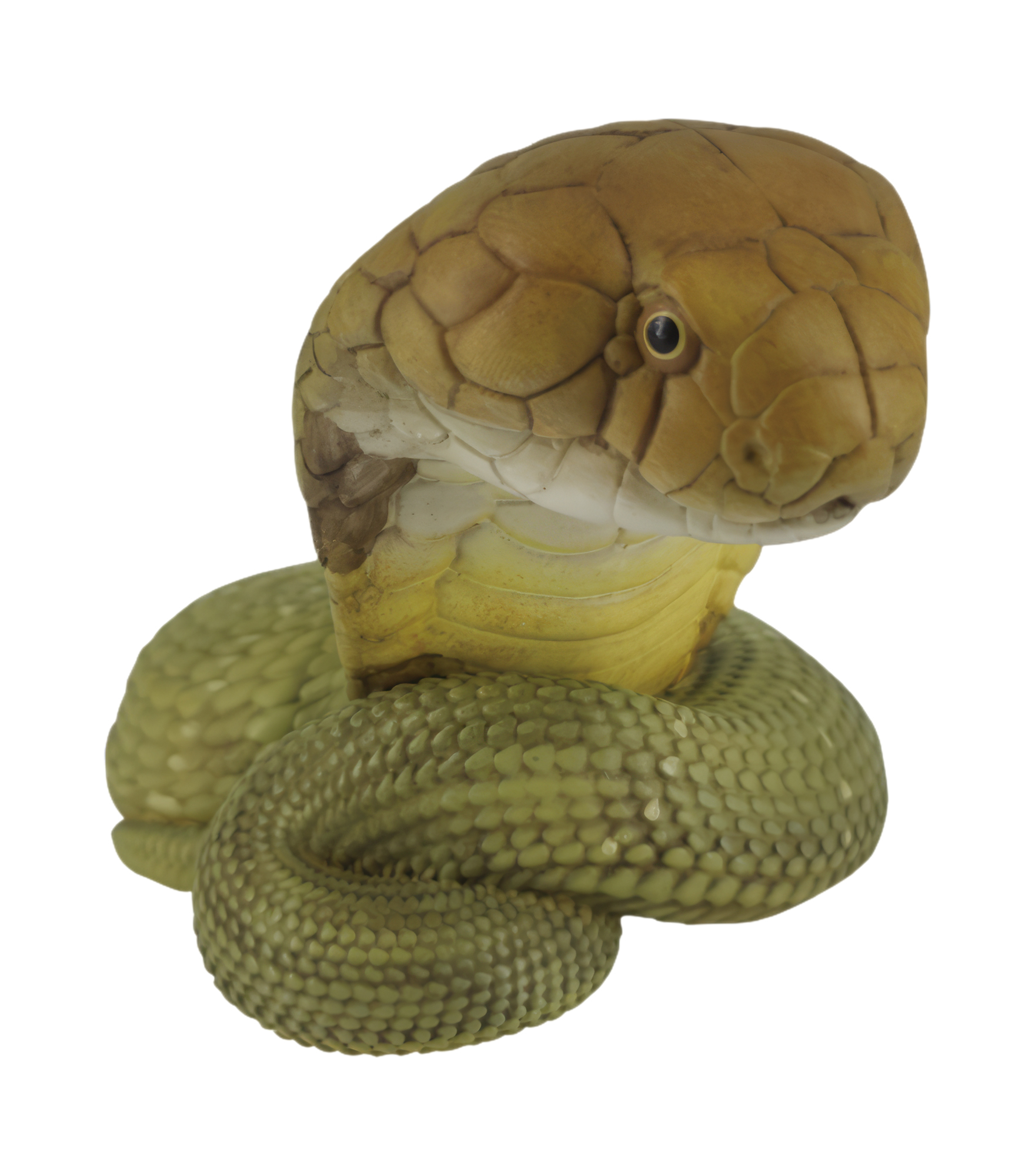 King Cobra