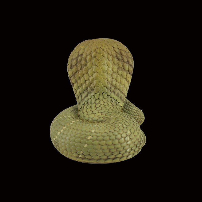AHB Series 5 - King Cobra – Ophiophagus hannah | Snake