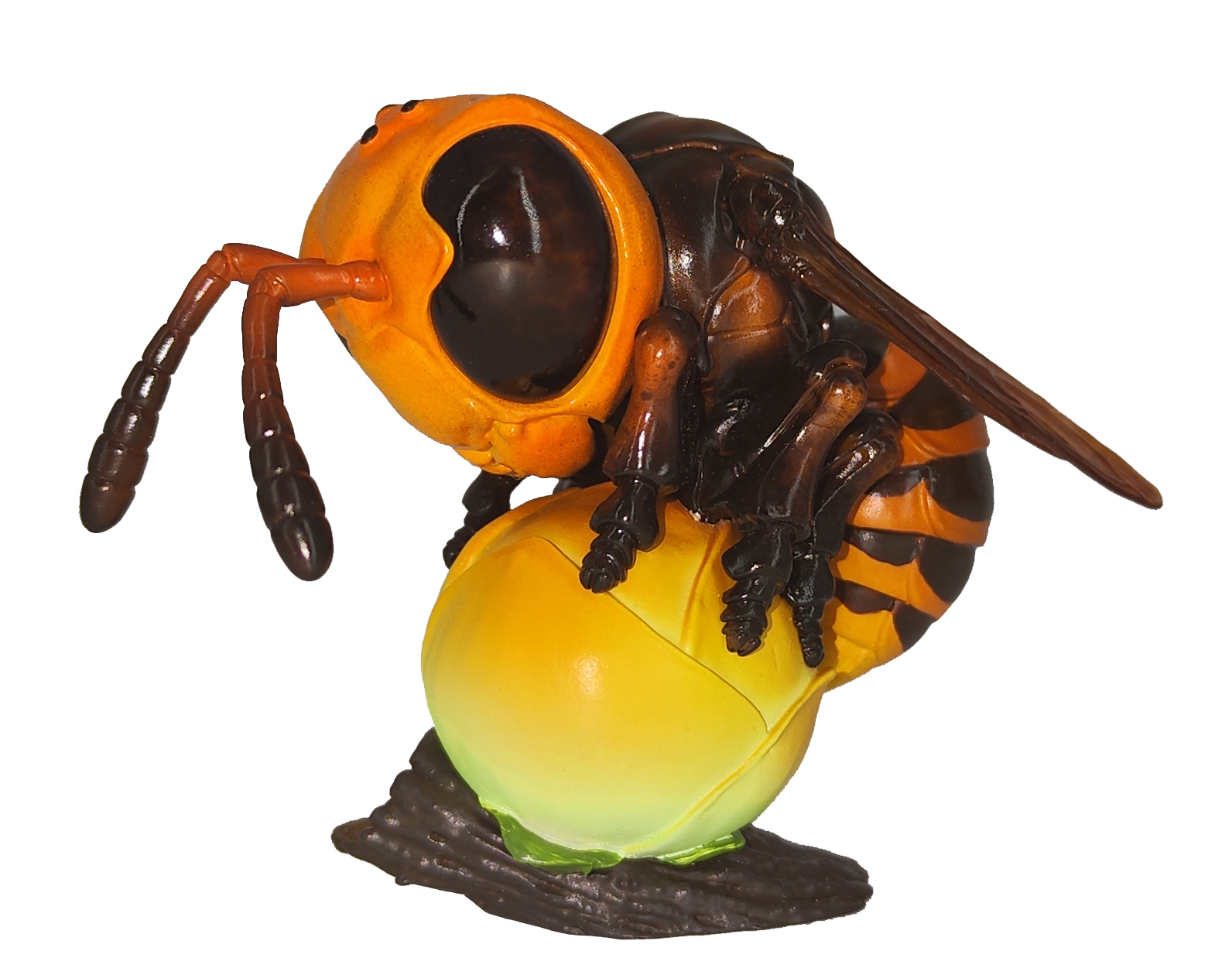Asian Giant Hornet