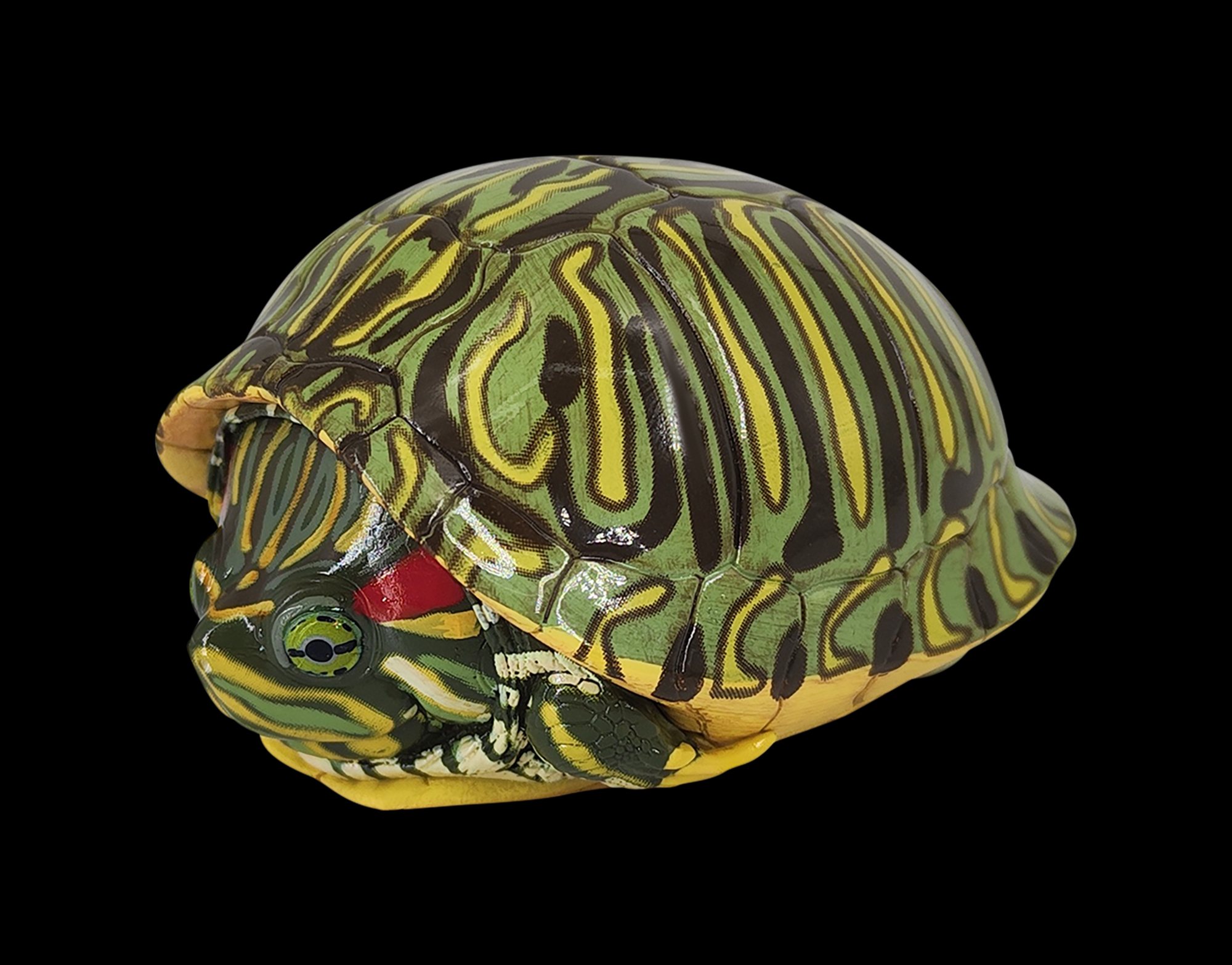 Red-eared Slider