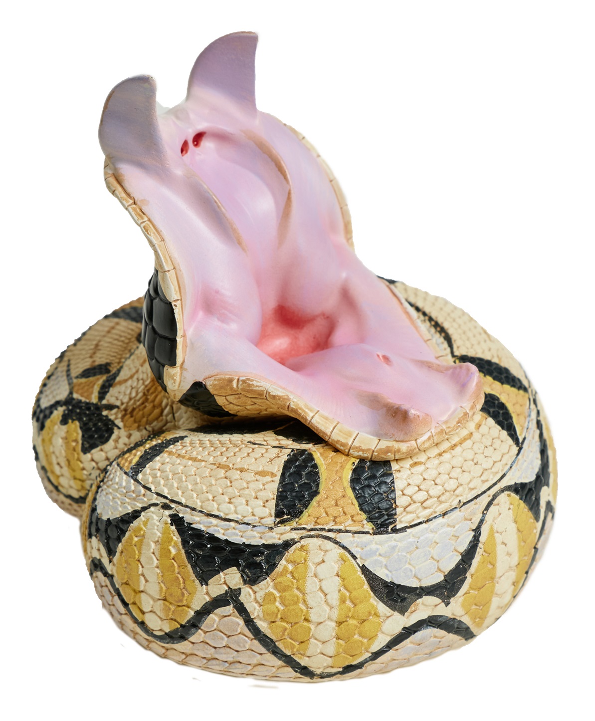 West African Gaboon Viper