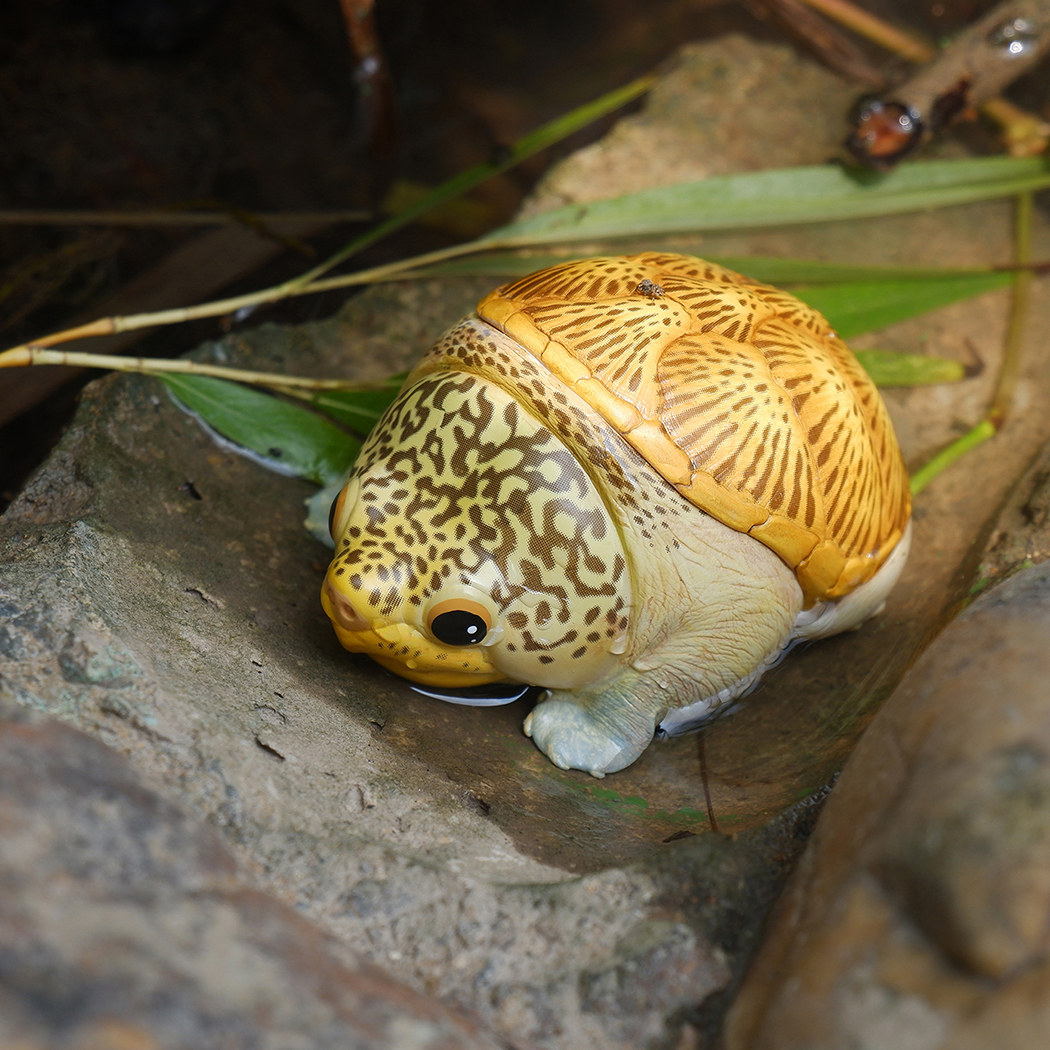 AHB-V8-01_07 AHB Series 8 - Narrow-Bridged Musk Turtle – Claudius angustatus | Turtle