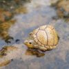 AHB Series 8 - Razor-backed Musk Turtle – Sternotherus carinatus | Turtle