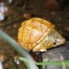 AHB Series 8 - Giant Musk Turtle – Staurotypus salvinii | Turtle