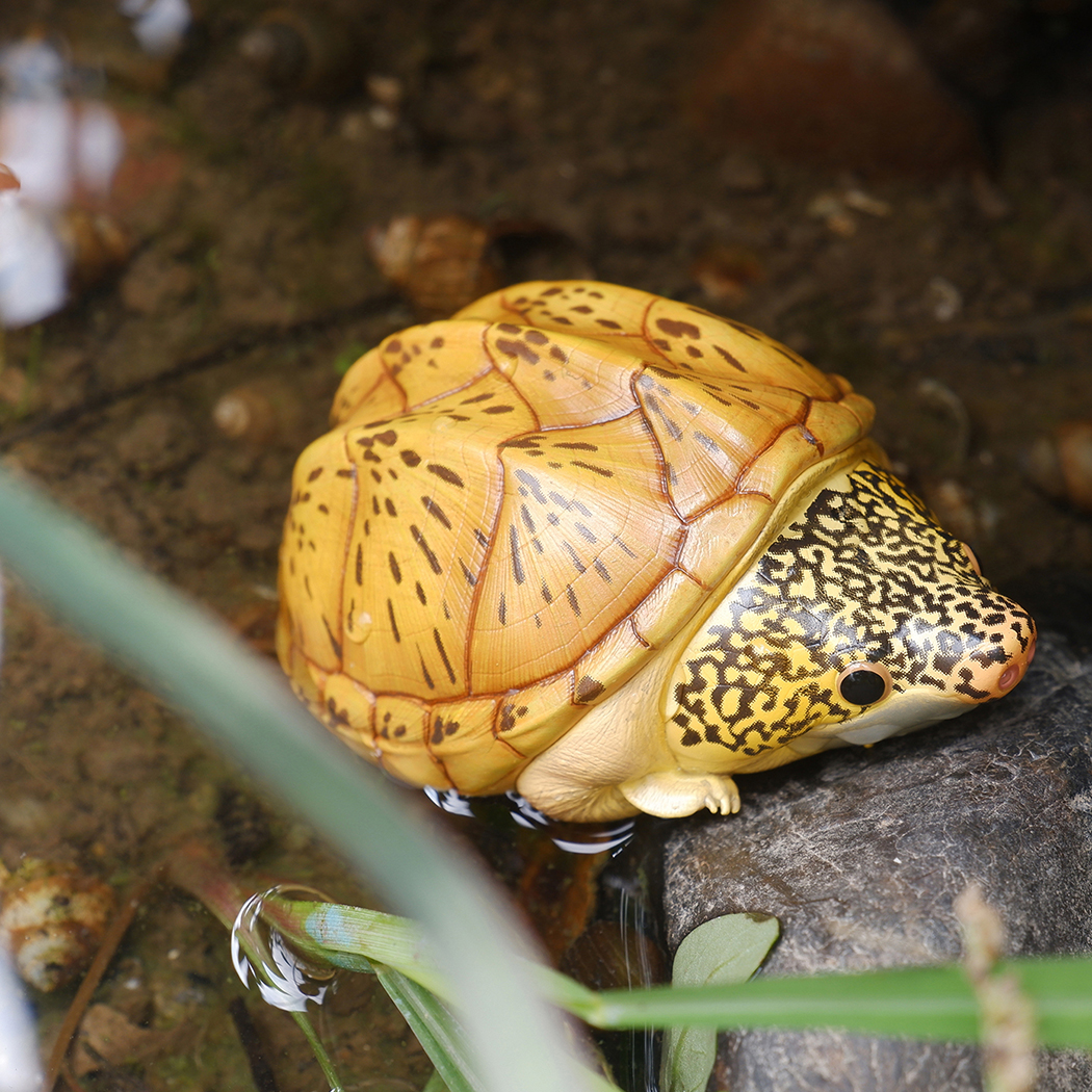 AHB Series 8 - Giant Musk Turtle – Staurotypus salvinii | Turtle