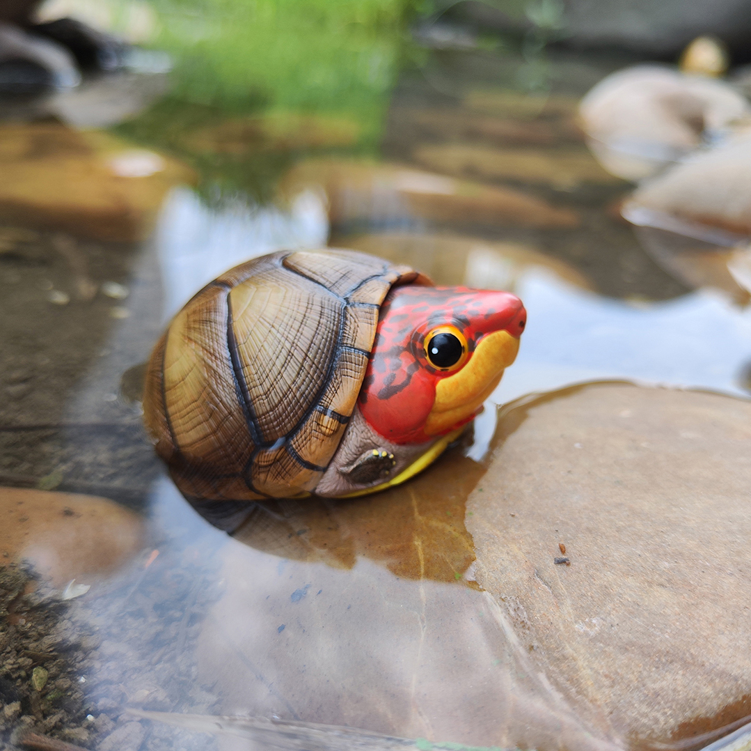 Red-cheeked Mud Turtle