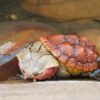 AHB Series 8 - Matamata Turtle – Chelus fimbriata | Turtle