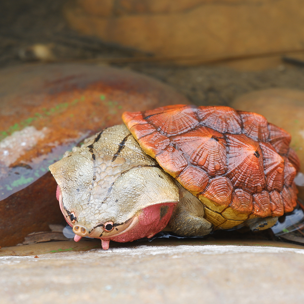 AHB Series 8 - Matamata Turtle – Chelus fimbriata | Turtle