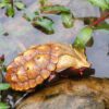 AHB Series 8 - Orinoco Matamata – Chelus orinocensis | Turtle