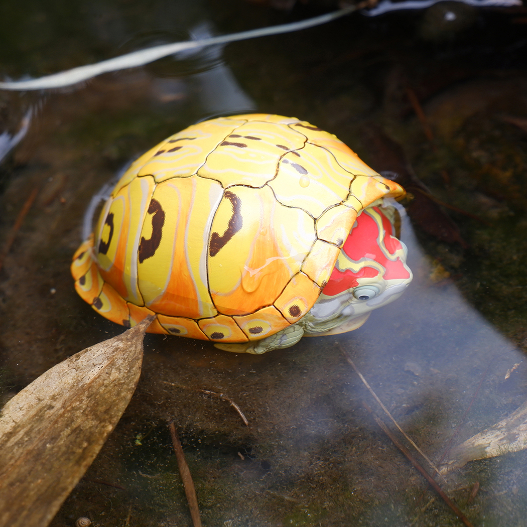 AHB Series 8 - Slider – Trachemys | Turtle
