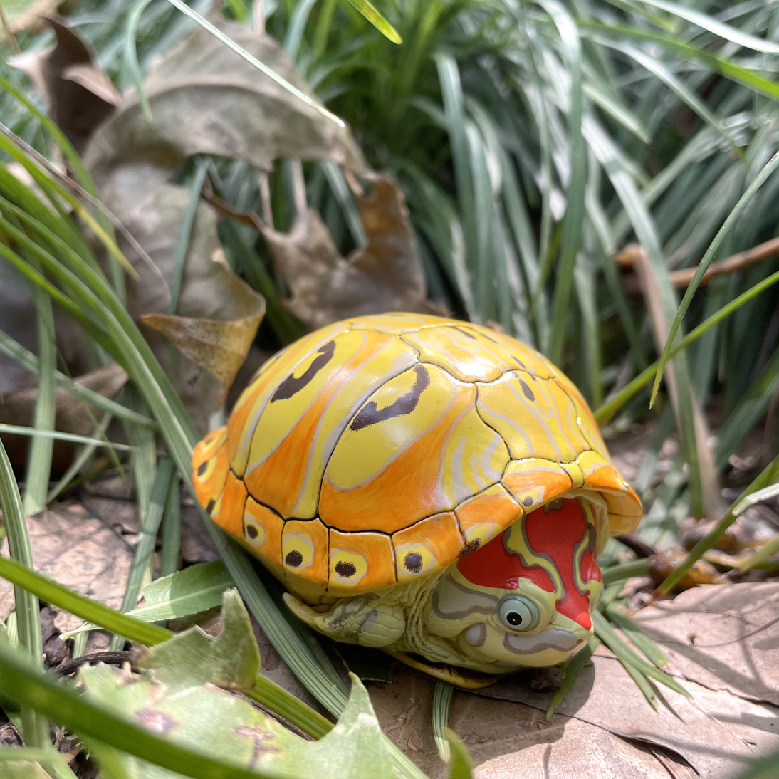 AHB-V8-07_07 AHB Series 8 - Slider – Trachemys | Turtle