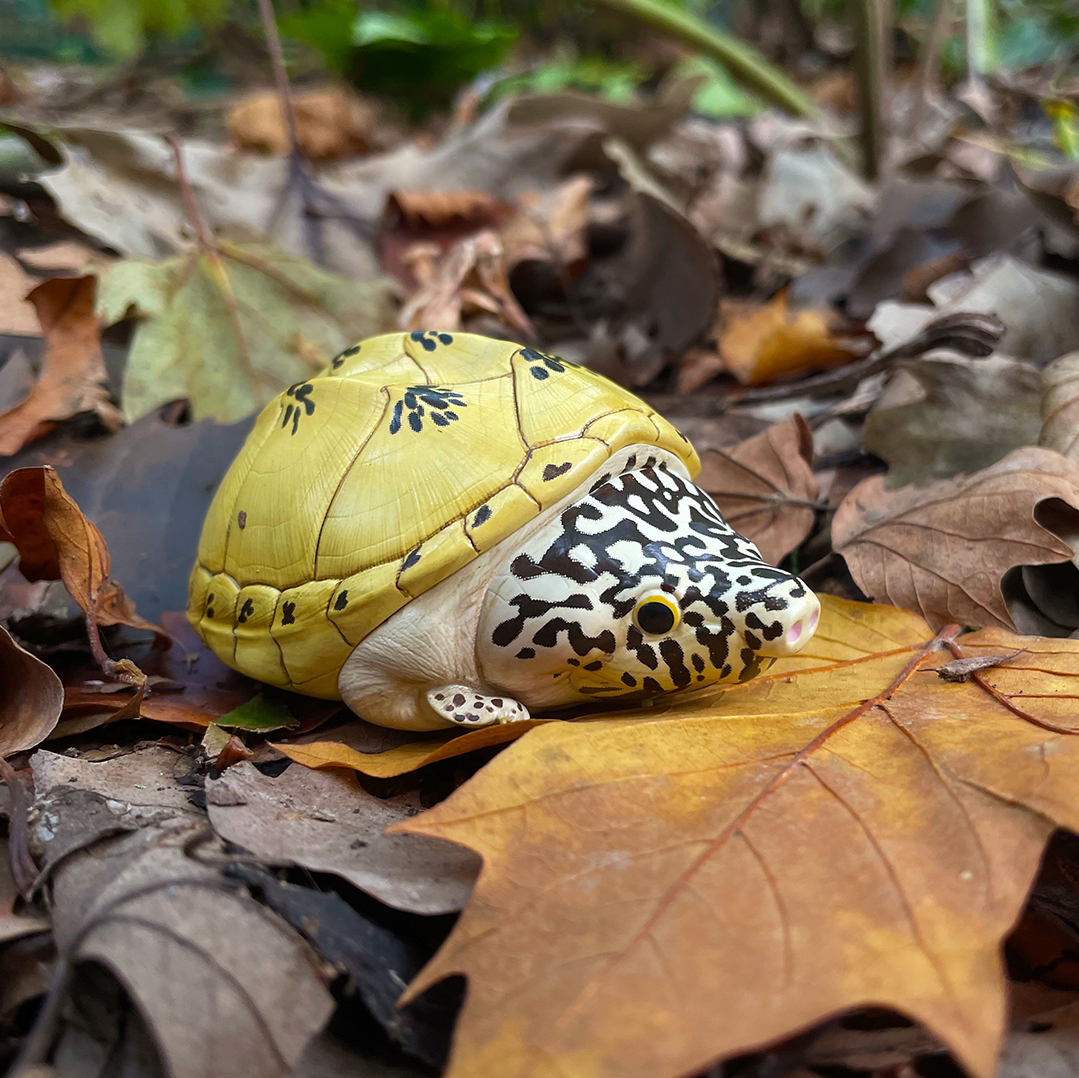 Mexican Giant Musk Turtle