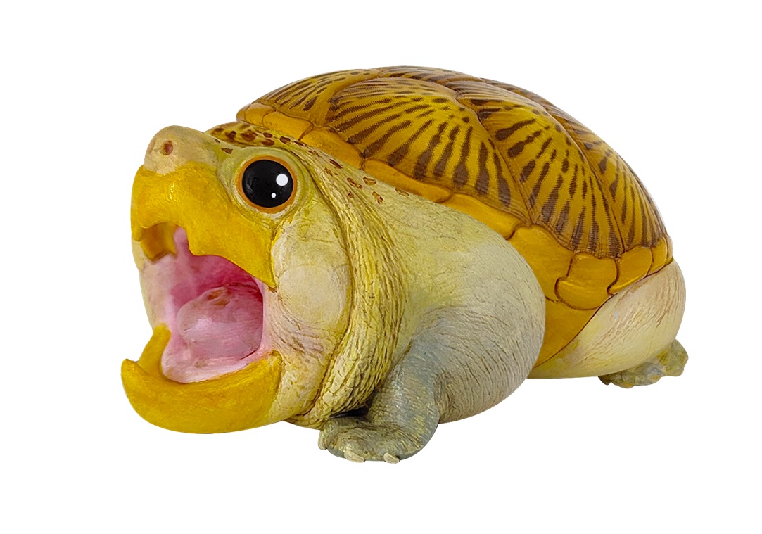 Narrow-Bridged Musk Turtle (Mouth Open)