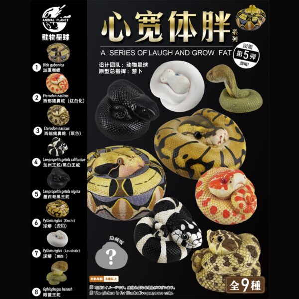 AHB Series 5 - Enchi Ball Python – Python regius | Snake