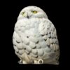 AHB Series 10 - Snowy Owl – Bubo scandiaca | Bird