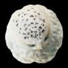 AHB Series 10 - Snowy Owl – Bubo scandiaca | Bird