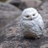 AHB Series 10 - Snowy Owl – Bubo scandiaca | Bird