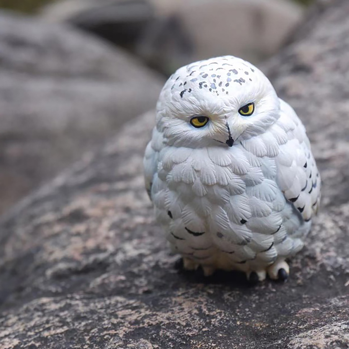 AHB Series 10 - Snowy Owl – Bubo scandiaca | Bird