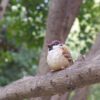 AHB Series 10 - Eurasian Tree Sparrow – Passer montanus | Bird