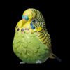 AHB Series 10 - Green Budgerigar – Melopsittacus undulatus | Bird