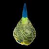 AHB Series 10 - Green Budgerigar – Melopsittacus undulatus | Bird