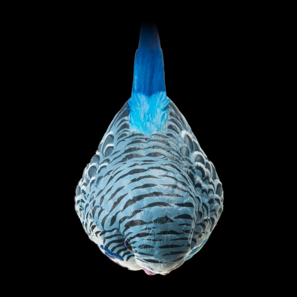 AHB-Bird-V10-04_02 AHB Series 10 - Blue Budgerigar – Melopsittacus undulatus | Bird