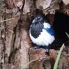 AHB Series 10 - Eurasian Magpie – Pica pica | Bird
