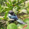 AHB Series 10 - Eurasian Magpie – Pica pica | Bird