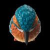 AHB Series 10 - Common Kingfisher – Alcedo atthis | Bird