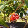 AHB-CHAMELEON-V15-01_04 AHB Series 15 - Panther Chameleon (Andapa) – Furcifer pardalis | Chameleon