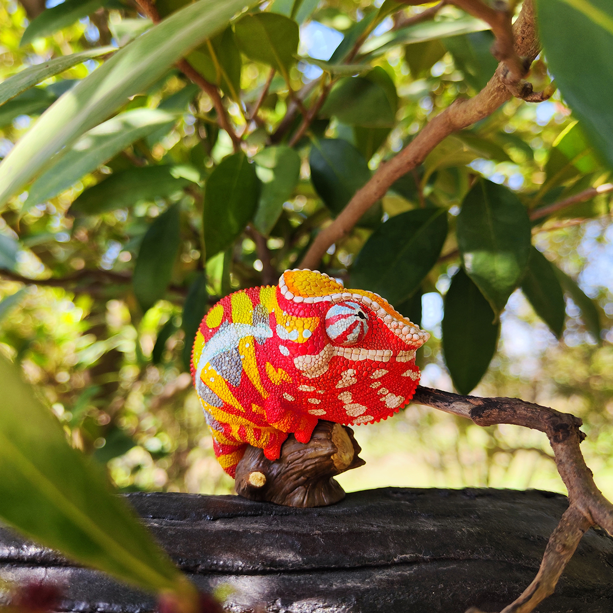 AHB Series 15 - Panther Chameleon (Andapa) – Furcifer pardalis | Chameleon