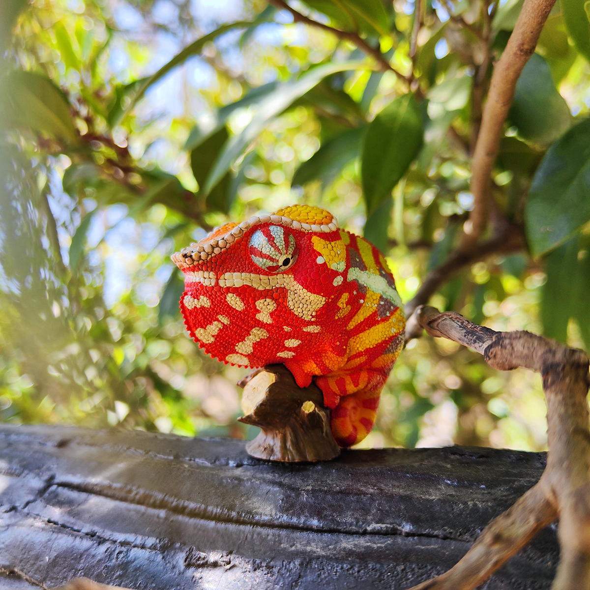 AHB-CHAMELEON-V15-01_05 AHB Series 15 - Panther Chameleon (Andapa) – Furcifer pardalis | Chameleon