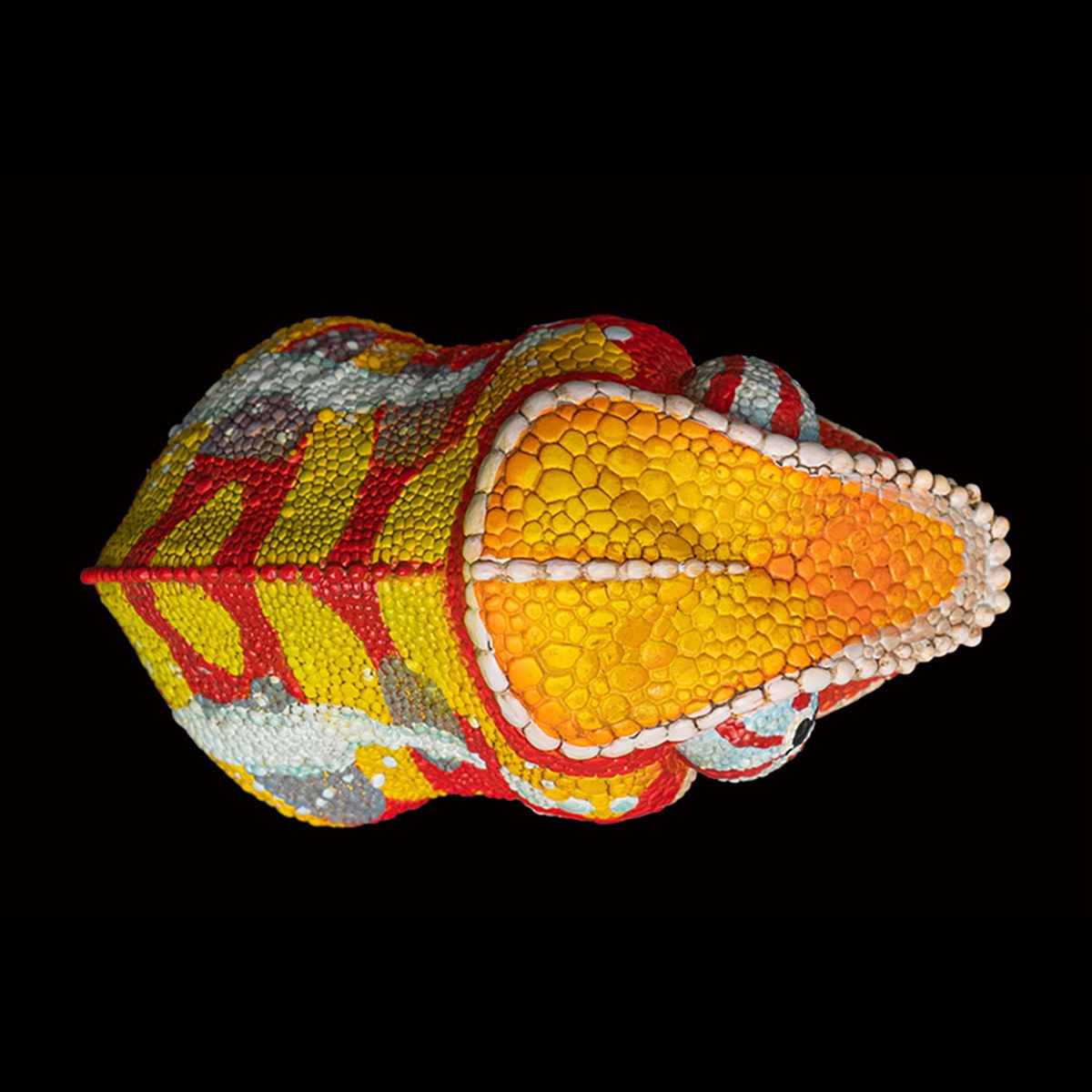 AHB-CHAMELEON-V15-01_06-bfc3967e AHB Series 15 - Panther Chameleon (Andapa) – Furcifer pardalis | Chameleon