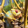 AHB Series 15 - Panther Chameleon (Ankify) – Furcifer pardalis | Chameleon