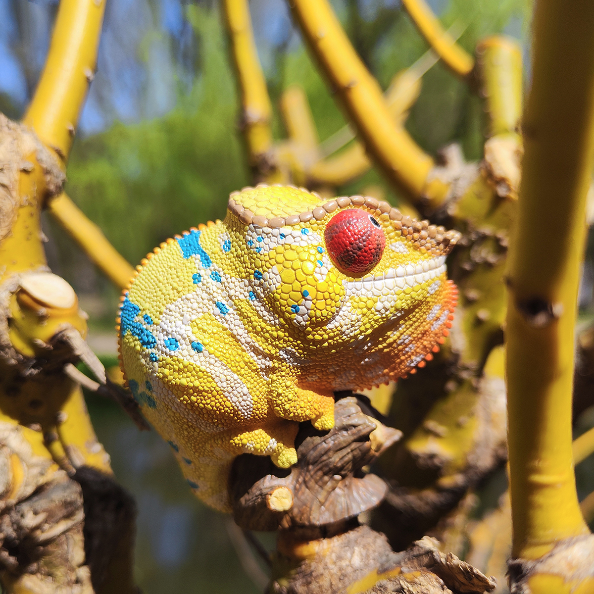 AHB Series 15 - Panther Chameleon (Ankify) – Furcifer pardalis | Chameleon