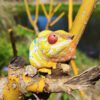 AHB Series 15 - Panther Chameleon (Ankify) – Furcifer pardalis | Chameleon