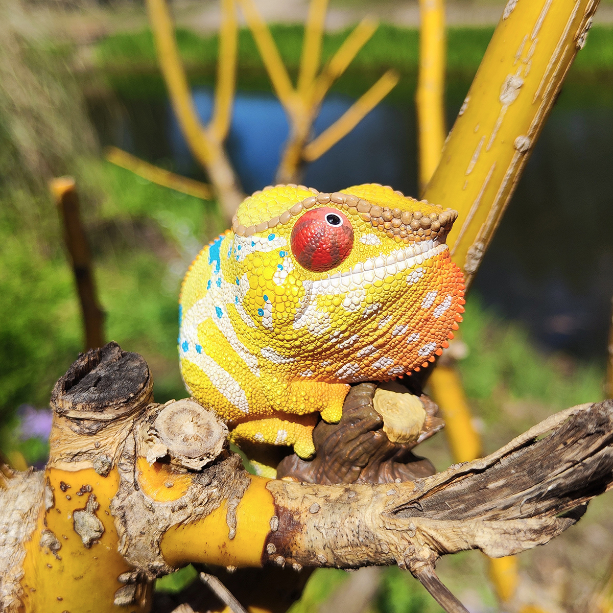 AHB Series 15 - Panther Chameleon (Ankify) – Furcifer pardalis | Chameleon